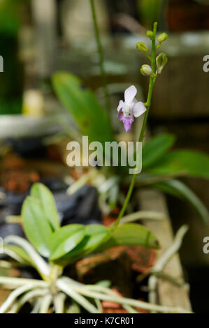 Orchidée PHALAENOPSIS rose bonbon CROISSANT DANS UNE CAISSE EN BOIS Banque D'Images