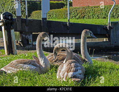 Trois cygne muet cygnets Banque D'Images