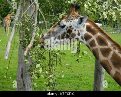 Une girafe de manger d'un arbre à Blair Drummond. Banque D'Images