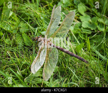 Brown hawker dragonfly Banque D'Images