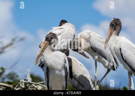 Cigogne en bois 32034 Fernandina Beach aviaire stork Mycteria americana hotel du bois Banque D'Images