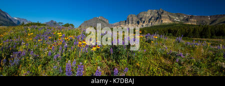 Fleurs sauvages de la faune et des paysages du parc national des Glaciers Banque D'Images