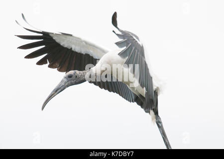 Cigogne en bois 32034 Fernandina Beach aviaire stork Mycteria americana hotel du bois Banque D'Images