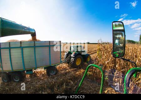 Vue de l'intérieur une moissonneuse-batteuse, le conducteur se reflète sur le miroir tout en regardant le bon versant du maïs dans la remorque tractée par Banque D'Images