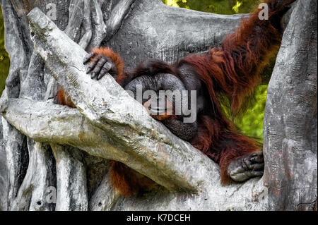 Grande rousse mâle poilu avec de gros de l'orang-outan joue est située sur un grand arbre près de l Banque D'Images