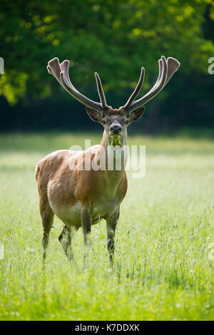 Red Deer (Cervus elaphus) avec du bois de velours, piston stag, captive, Allemagne Banque D'Images