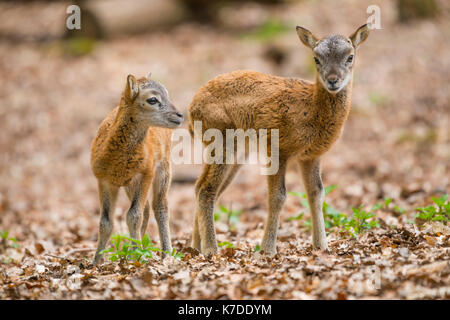 European mouflons (Ovis ammon musimon), deux chatons, captive, Allemagne Banque D'Images