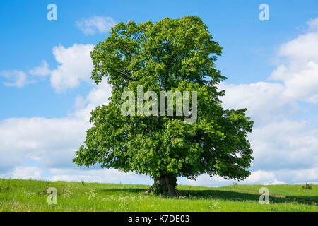 Vieux tilleul à grandes feuilles (Tilia platyphyllos), arbre solitaire, 400 ans, Thuringe, Allemagne Banque D'Images