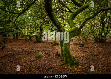 Forêt enchantée Trollskogen, arbres entrelacés, Prästaskogen, Öland, Suède Banque D'Images