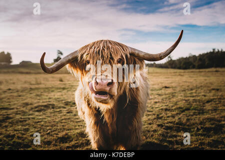 Portrait de Highland cattle à Grassy field against sky Banque D'Images