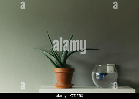 Close-up de plante en pot par fish tank sur la table contre le mur Banque D'Images