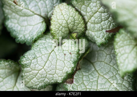 Le caractère distinctif d'argent et de feuilles vertes de Brunnera macrophylla, une des plantes en plein air aussi connu sous le nom de Vipérine commune de Sibérie Banque D'Images