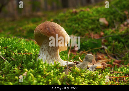 Les jeunes champignons boletus edulis en mousse sur la pelouse ensoleillée Banque D'Images