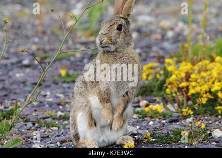 Close up d'un lapin sauvage debout sur ses pattes arrière à l'écoute et pour le danger entouré par des débris d'ardoise et de jolies fleurs jaunes Banque D'Images