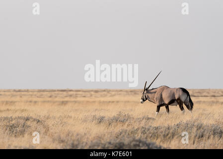 Aussi connu sous le nom de l'Oryx Gemsbok dans certaines régions l'Afrique représente au cours de la matinée dans le Parc National d'Etosha, Namibie Banque D'Images