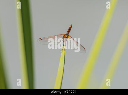 Closeup détail de rouge veiné vert libellule Sympetrum fonscolombii perché sur des feuilles de frondes de palmiers Banque D'Images