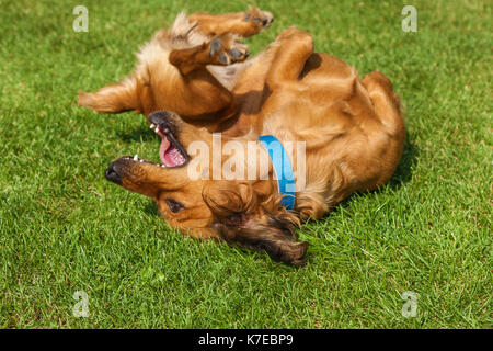 Chien allongé sur le dos sur l'herbe verte,chiens spaniel épagneul mélangé Banque D'Images