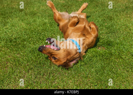 Chien allongé sur le dos sur l'herbe verte,chiens spaniel épagneul mélangé Banque D'Images