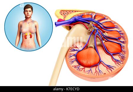 Illustration de l'Anatomie du rein femelle. Banque D'Images