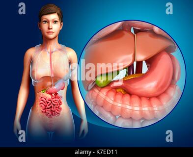 Illustration de l'anatomie de l'estomac et du foie de sexe féminin. Banque D'Images