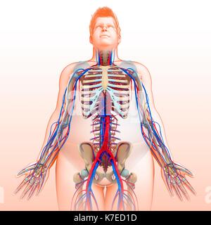 Illustration de l'homme et circulatoire du squelette. Banque D'Images