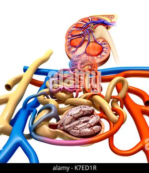 Illustration de la structure du néphron dans un rein. Banque D'Images