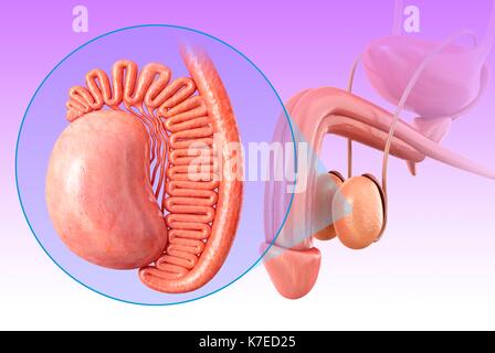 Illustration de l'homme anatomie des testicules. Banque D'Images