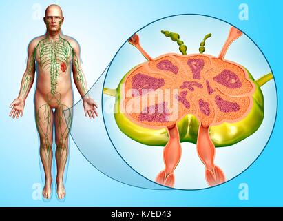 Illustration de la structure de noeud de lymphe de sexe masculin. Banque D'Images