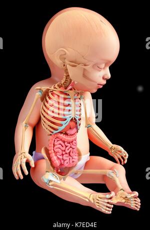 Illustration de l'organisme d'un bébé d'organes et le système squelettique. Banque D'Images