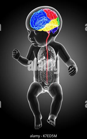 Illustration d'une des régions du cerveau du bébé et de la moelle épinière. Banque D'Images