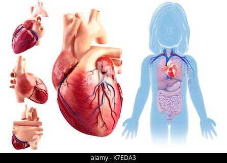 Illustration d'un cœur de l'enfant anatomie. Banque D'Images