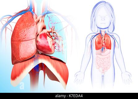 Illustration d'un enfant de cœur-poumons système. Banque D'Images