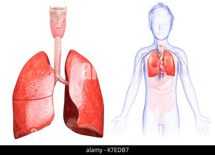 Illustration d'un poumon de l'enfant anatomie. Banque D'Images