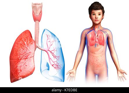 Illustration d'un poumon de l'enfant anatomie. Banque D'Images