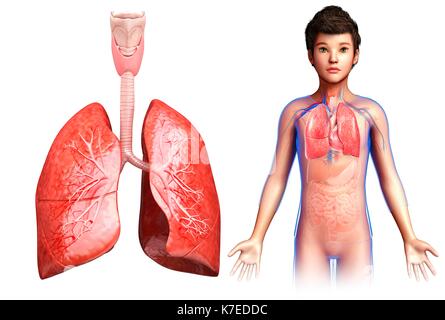 Illustration d'un poumon de l'enfant anatomie. Banque D'Images