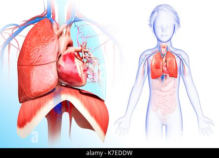 Illustration d'un enfant de cœur-poumons système. Banque D'Images