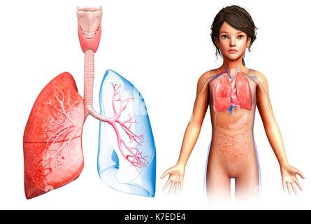 Illustration d'un poumon de l'enfant anatomie. Banque D'Images