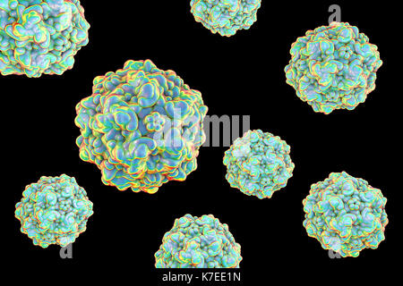 Le parvovirus canin, illustration de l'ordinateur. Le parvovirus canin de type 2 (PCV2) a été reconnue pour la première fois en 1978 et se répandre dans le monde entier en moins de deux ans. Elle touche les chiens et il y a deux formes de la maladie ; la plus courante forme intestinale et la forme cardiaque plus rares. Un vaccin est disponible. Dans les virus, la capside est la protéine qui enferme les shell le matériel génétique. Il est composé de sous-unités appelées capsomeres qui s'auto-assemblent pour former la coquille vu ici. L'une des fonctions de la capside est de faciliter la transmission du matériel génétique du virus dans les cellules de l'hôte. Banque D'Images