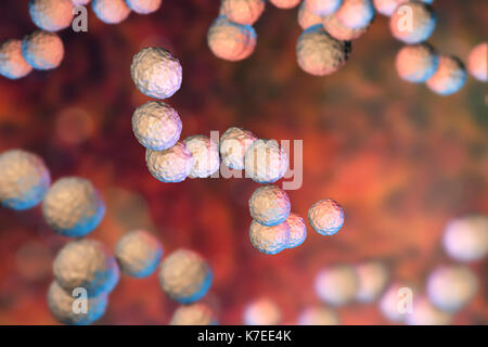 Les bactéries Streptococcus pyogenes. Ordinateur 3D illustration de Streptococcus pyogenes, ou groupe-A, le streptocoque bactéries. S. pyogenes est un bactéries gram-positives (sphérique). Les bactéries coccus Beaucoup d'humains peuvent le porter sans danger dans leur gorge ou sur la peau. Les souches pathogènes peuvent provoquer des infections de peau telles que l'impétigo, l'infection utérine après l'accouchement, et d'un empoisonnement du sang (septicémie). Cependant, ils peuvent parfois provoquer de graves et même une maladie menaçant la vie - Streptococcus du groupe A1 peut être une forme mortelle de chair de manger des bactéries. Banque D'Images