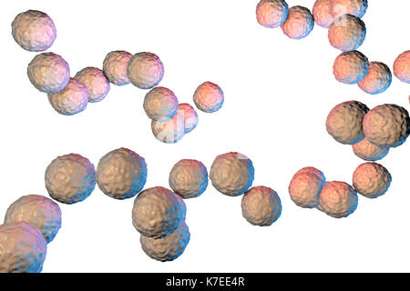 Les bactéries Streptococcus pyogenes. Ordinateur 3D illustration de Streptococcus pyogenes, ou groupe-A, le streptocoque bactéries. S. pyogenes est un bactéries gram-positives (sphérique). Les bactéries coccus Beaucoup d'humains peuvent le porter sans danger dans leur gorge ou sur la peau. Les souches pathogènes peuvent provoquer des infections de peau telles que l'impétigo, l'infection utérine après l'accouchement, et d'un empoisonnement du sang (septicémie). Cependant, ils peuvent parfois provoquer de graves et même une maladie menaçant la vie - Streptococcus du groupe A1 peut être une forme mortelle de chair de manger des bactéries. Banque D'Images