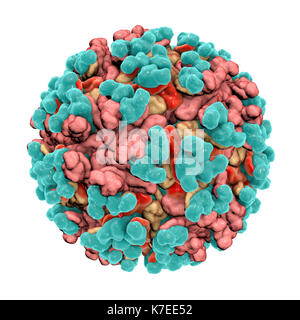 Le virus de l'encéphalite équine vénézuélienne, illustration de l'ordinateur. Ce virus transmis par les moustiques peuvent engendrer la mort de l'inflammation du cerveau et de la moelle épinière chez les chevaux. Il peut également causer une fièvre mortelle chez les humains. Dans les virus, la capside est la protéine qui enferme les shell le matériel génétique. La capside est constituée de sous-unités d'un capsomeres appelé qui s'auto-assemblent pour former la coquille vu ici. L'une des fonctions de la capside est de faciliter la transmission de le matériel génétique du virus dans les cellules de l'hôte. Banque D'Images