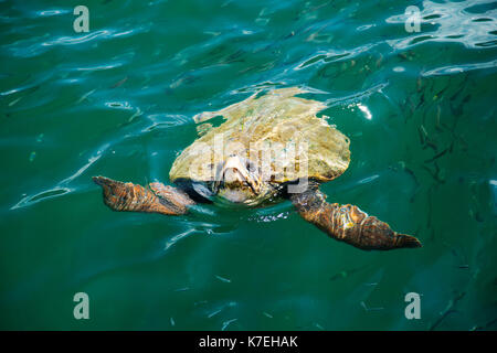 Des tortues caouannes dans la capitale de Céphalonie Argostoli Banque D'Images