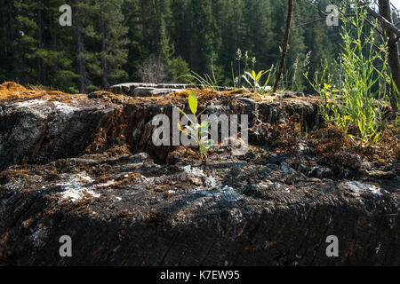 Kaches lac parc naturel de l'état de Washington l'eau arbres sauvage beauté pittoresque du nord-ouest du Pacifique de l'avoir net art boutique arbre à feuilles persistantes d'eau bleu montagnes rocks Banque D'Images