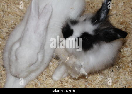 Belle belle des lapins dans la réserve naturelle locale Banque D'Images