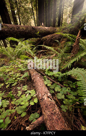 Forêt de Redwood en Californie du Nord, image en couleur Banque D'Images