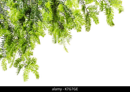 Jeunes pousses d'if sur un fond blanc.Le Printemps. Arrière-plan avec le vert clair des brindilles d'if. Banque D'Images