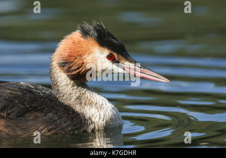 Une photo d'un superbe Grebe à crête (Podiceps statut) nageant dans une rivière. Banque D'Images