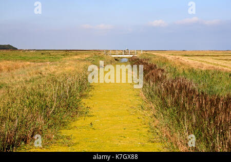 Une vue d'une lutte contre les mauvaises herbes s'étouffa digue sur les marais côtiers en Amérique du Norfolk à salthouse, Norfolk, Angleterre, Royaume-Uni. Banque D'Images