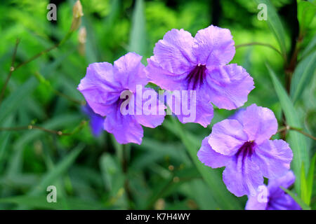 Close-up of violet vif pétunia mexicain sur feuillage vert dynamique flou en arrière-plan Banque D'Images