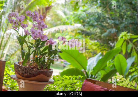 Orchidée phalaenopsis, Thaïlande Banque D'Images